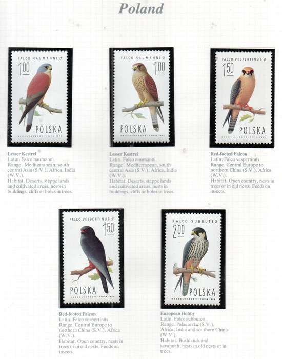 WORLD SELECTION OF BIRDS UMM SINGLES. NOT ALL COMPLETE SETS. AS PER (X21) SCANS. NICE LOT. READ