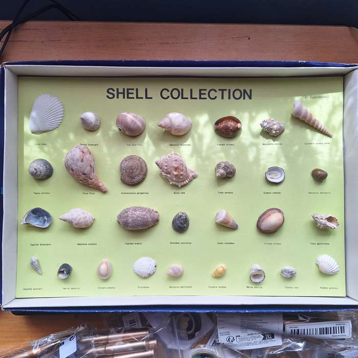 Shell collection in original box