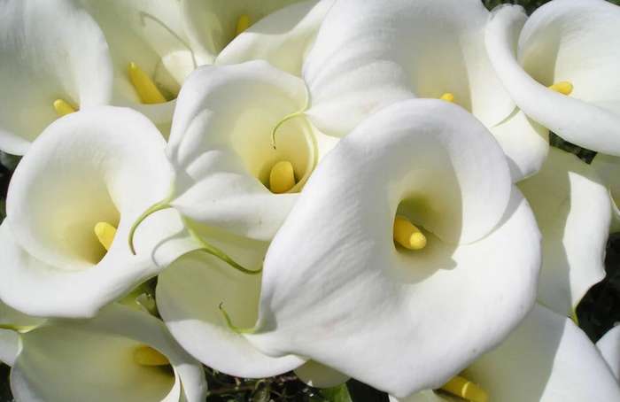 WHITE ARUM LILY / CALLA LILY / Zantedeschia aethiopica   -  5 SEEDS