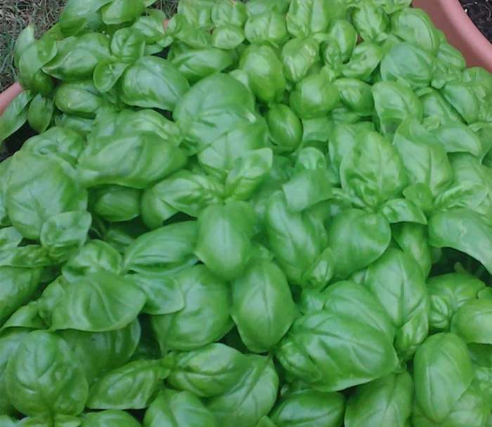Herbs - Italian Genovese Pesto  Basil   -  30 Seeds