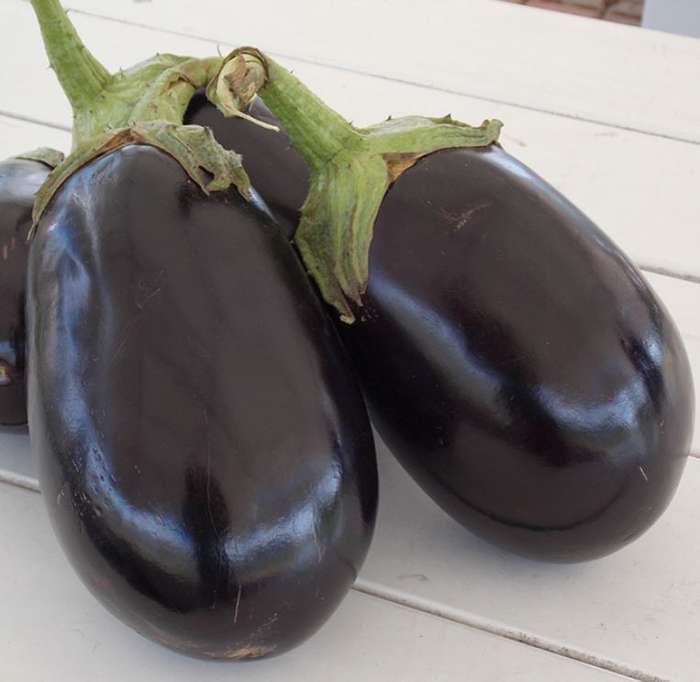PURPLE KING EGGPLANT / Brinjal / Aubergine -  20 Seeds