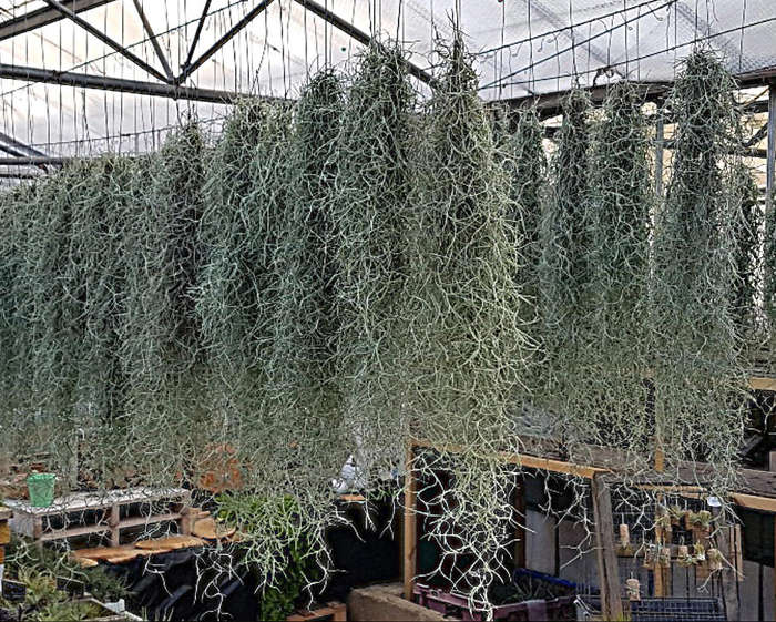 AIR PLANT -  SPANISH MOSS / Old Man's Beard / Tillandsia Usneoides - 1 x 20cm Strand