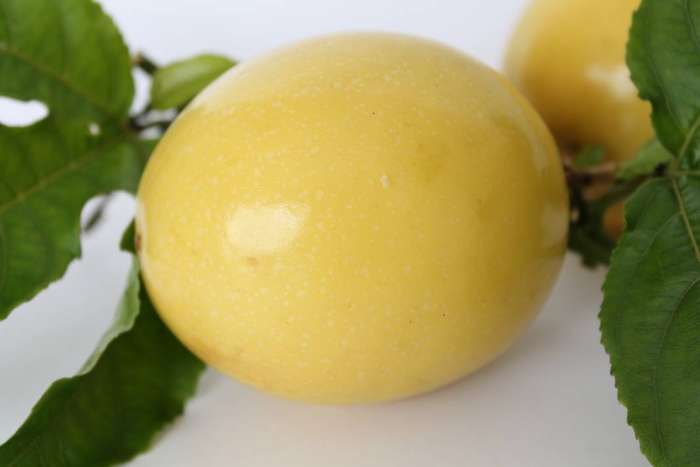 QUAVADILLA / Guavadella / Yellow Passion Fruit   -  10 Seeds