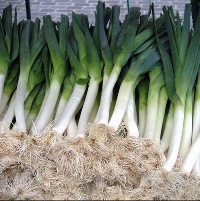 Giant Leek Carentan - Heirloom  - 30 Seeds  'Allium Porrum'