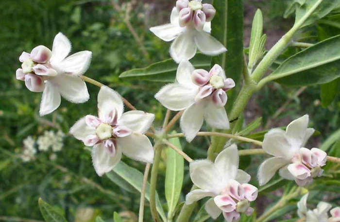 MILKWEED / Swan Plant /Balloon Cotton Bush  - Gomphocarpus Physocarpus  - 15  Seeds
