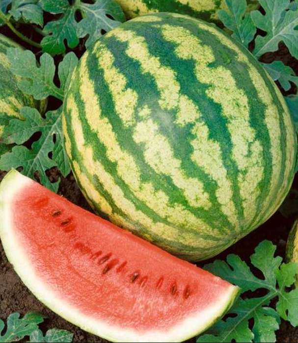 Watermelon `Tiger  Baby Vine' - 15 Seeds
