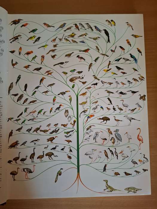 Bird Families of The World - Consultant Editor : Dr. C.J.O. Harrison  (Hardcover)