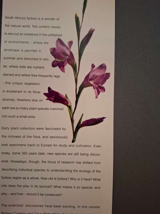 Fynbos - South Africa`s Unique Floral Kingdom : Richard Cowling, Dave Richardson (Hardcover)