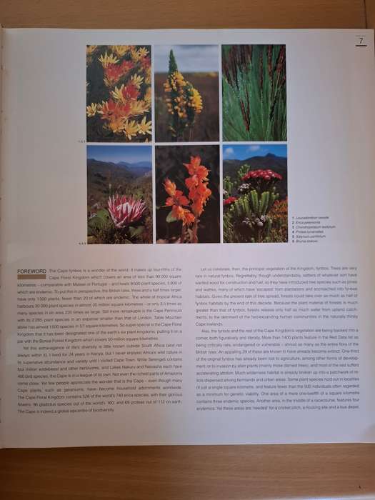 Fynbos - South Africa`s Unique Floral Kingdom : Richard Cowling, Dave Richardson (Hardcover)