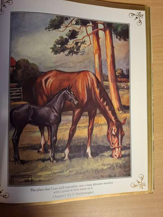 Illustrated Classics - Black Beauty - The Autobiography of a Horse by Anna Sewell  (Hardcover)