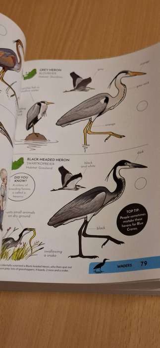 Faansie`s Bird Book - Field Guide for Kids : Faansie Peacock (Paperback)