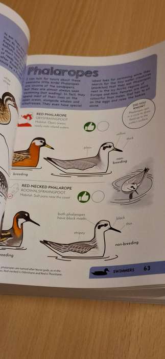 Faansie`s Bird Book - Field Guide for Kids : Faansie Peacock (Paperback)