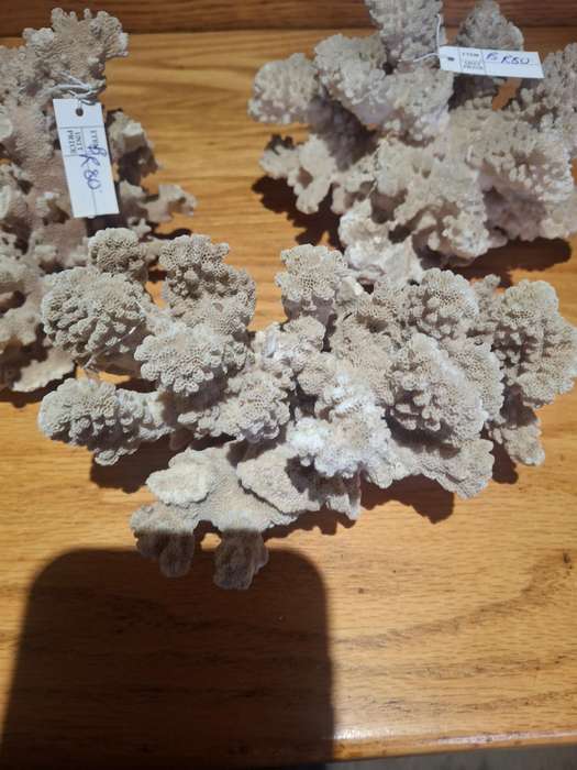A lot of three sea coarl