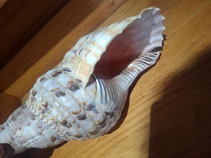 Stunning large sea shell