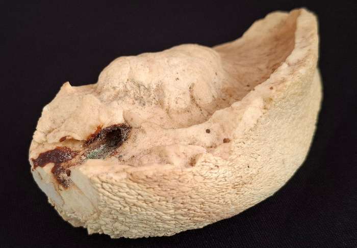 Whale Ear Drum     ( 430,3 grams )