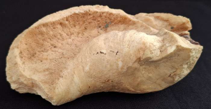 Whale Ear Drum     ( 430,3 grams )