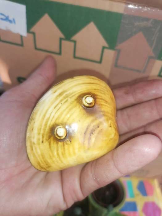 Vintage Japanese Celluloid Carving Clamshell