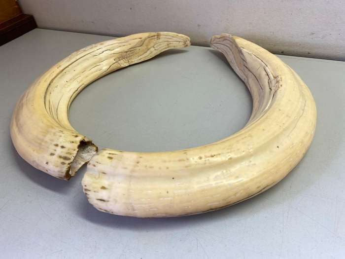 Hippo tusks/ivory