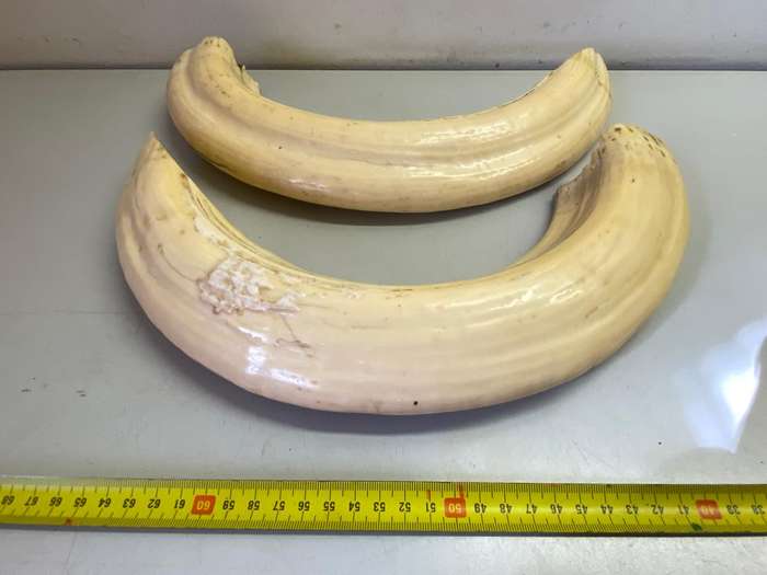 Hippo tusks/ivory