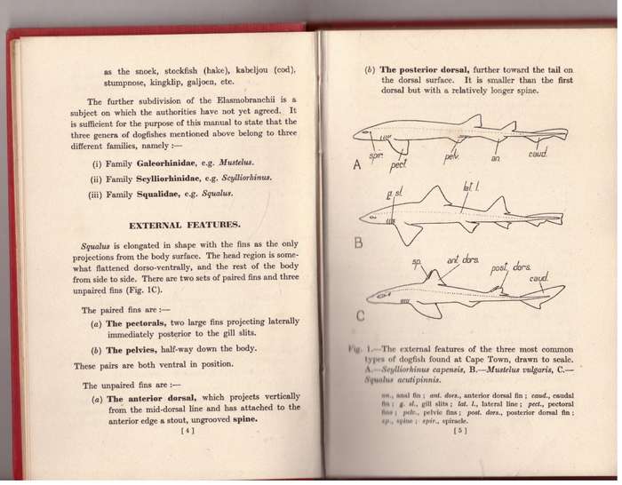 The Dissection of the Spiny Dogfish and the Platanna  --  N. A. H. Millard, J. T. Robinson