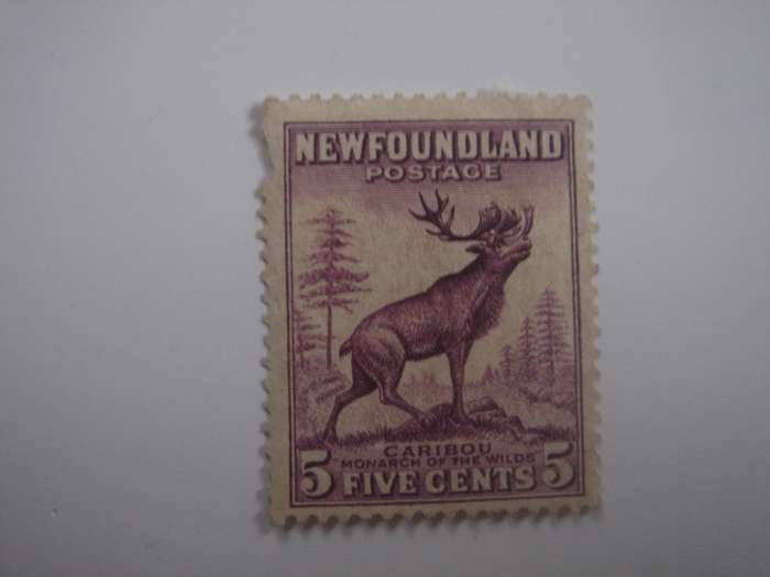 1932 Newfoundland - SG213 - Caribou 5 c used, not stamped