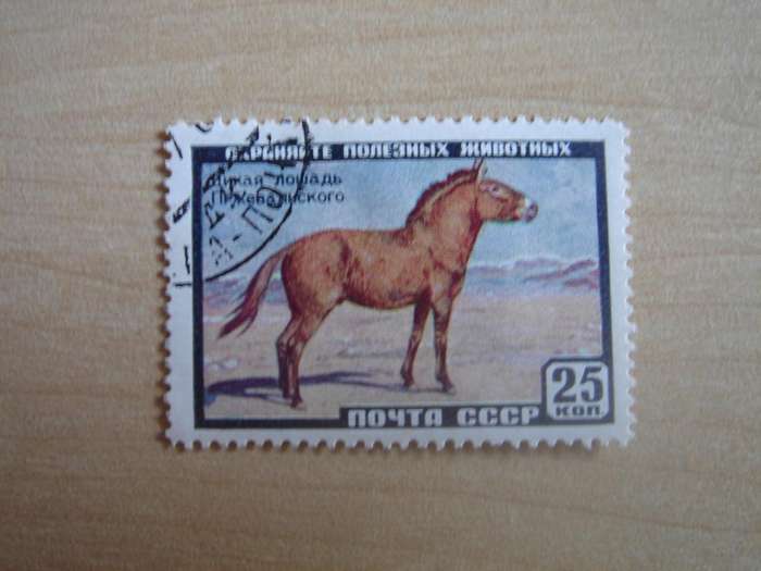 1957 USSR - Siberian Wild Horse - SG2059 c stamped