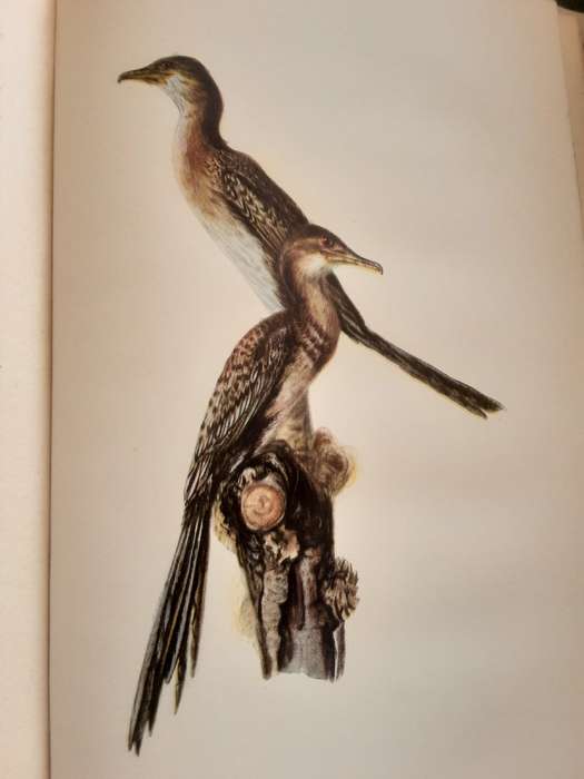 A Guide to the Birds of Southern Rhodesia & A Record of their Nesting Habits by Cecil Priest