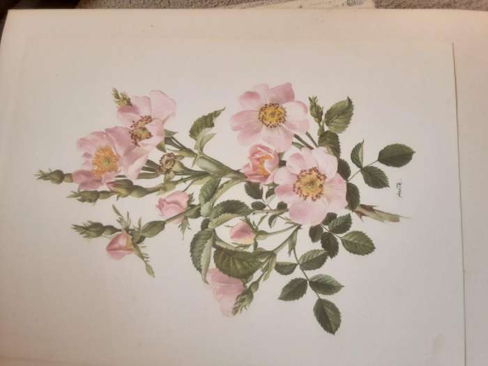 Roses by Eric Bois illustrated by Anne Marie Trechslin