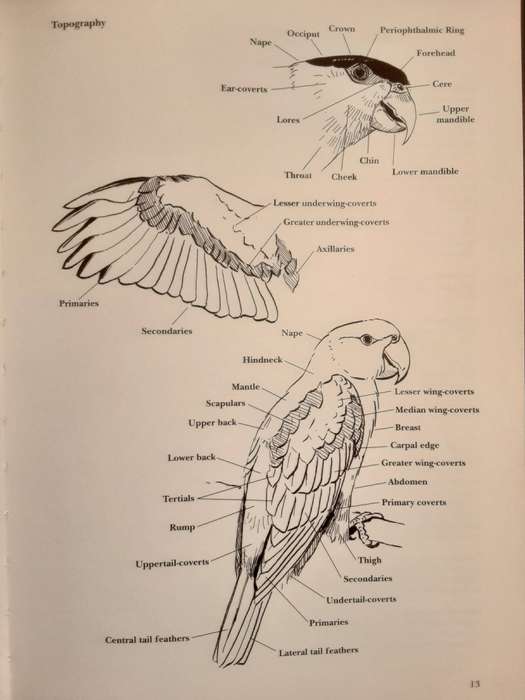 Parrots, A Guide to the Parrots of the World  by Tony Juniper and Mike Parr