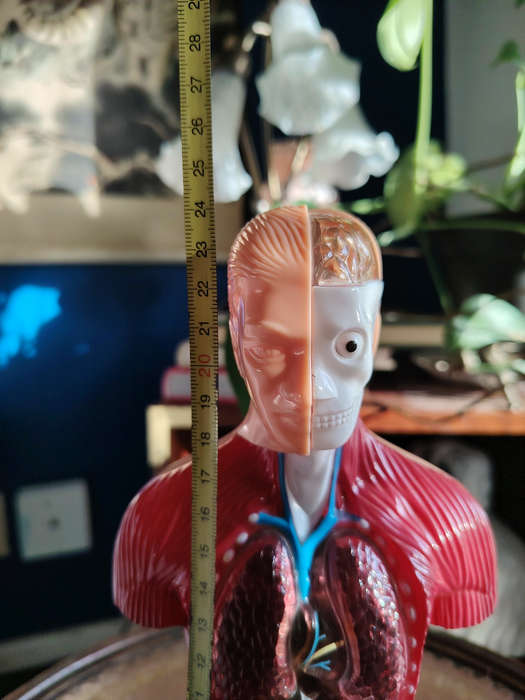 Vintage Anatomical Figure