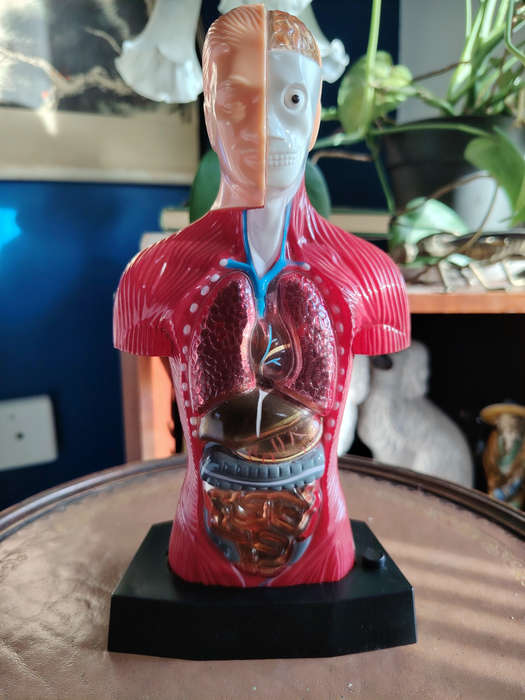 Vintage Anatomical Figure