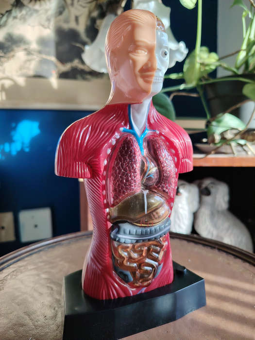 Vintage Anatomical Figure
