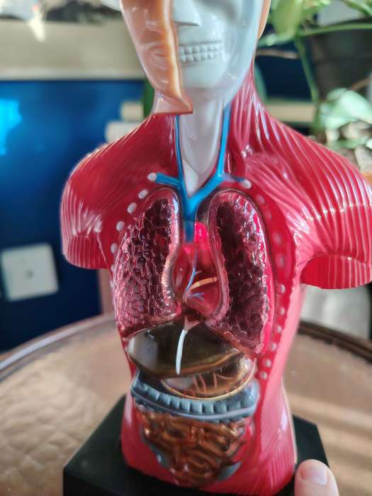 Vintage Anatomical Figure