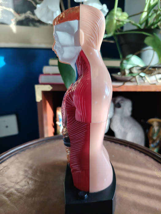 Vintage Anatomical Figure