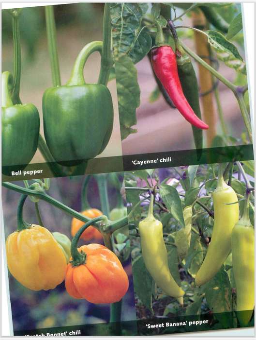 Fast, Fresh Garden Edibles PDF EBOOK