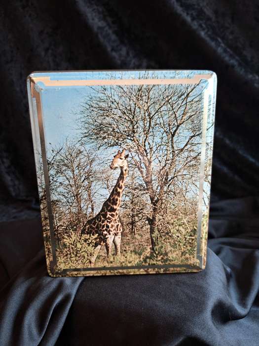 Vintage Edward Sharp Scenes of Kruger National Park - South Africa Tin - Giraffe.