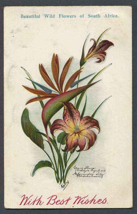 Cape of Good Hope - Post Card