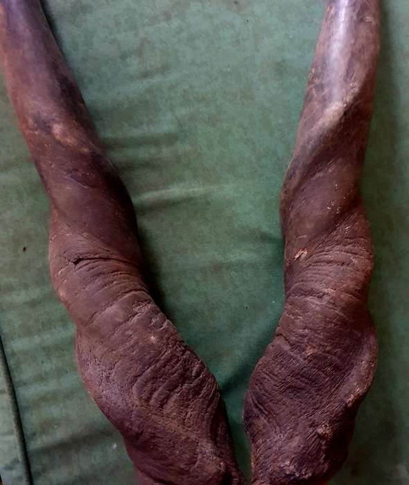 2 X MASSIVE ELAND HORNS 55CM LONG.  IDEAL FOR ART / MAN CAVE / SHOFAR/ VIKING CUP !!
