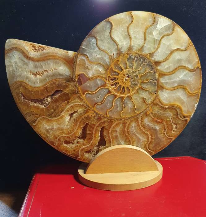 JURASIC PERIOD HUGE AMMONITE FOSSIL .
