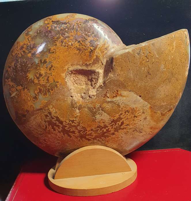 JURASIC PERIOD HUGE AMMONITE FOSSIL .