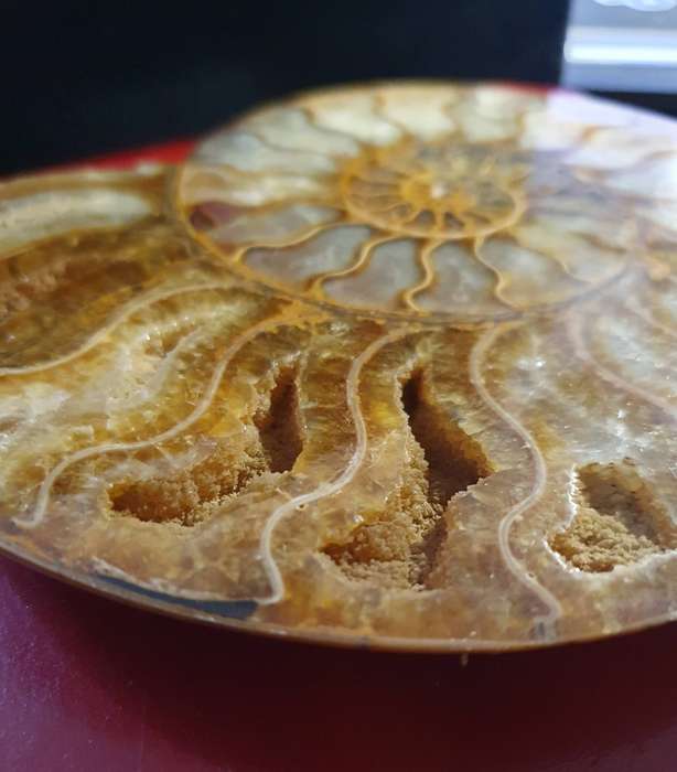 JURASIC PERIOD HUGE AMMONITE FOSSIL .