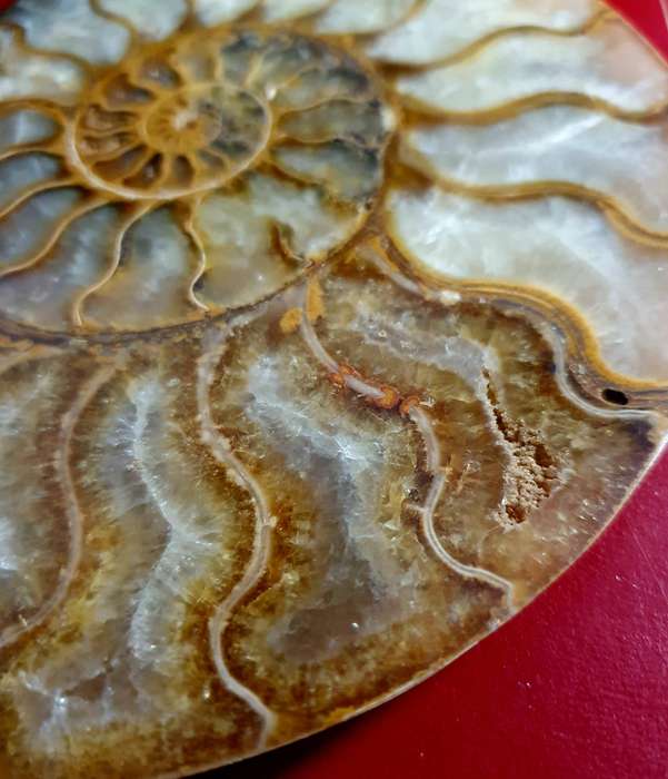 JURASIC PERIOD HUGE AMMONITE FOSSIL .