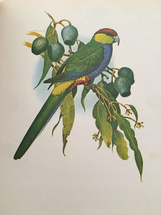 VINTAGE LARGE HEAVY BOOK - PARROTS OF THE WORLD - BY JOSEPH M. FORSHAW - 1977