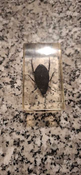 Resin Cast Bugs