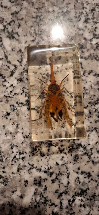 Resin Cast Bugs