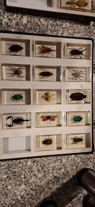 Resin Cast Bugs