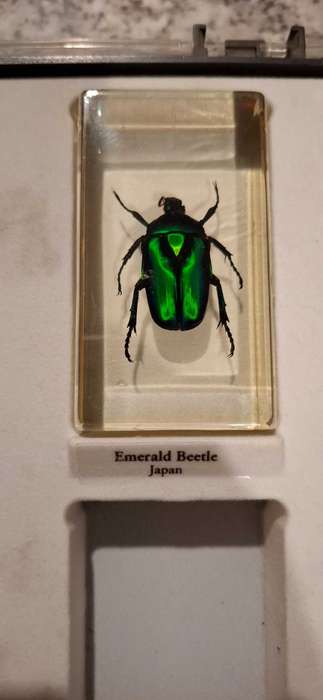 Resin Cast Bugs
