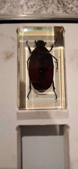 Resin Cast Bugs