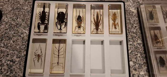 Resin Cast Bugs