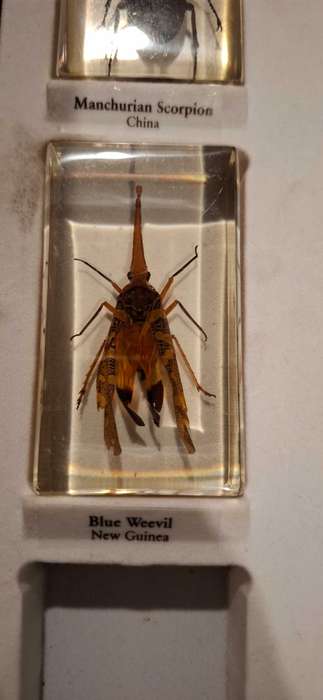 Resin Cast Bugs